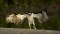Florida;Osprey;Prey;Pandion-haliaetus;feeding-behavior;one-animal;close-up;color